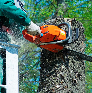 Arbor Co. Tree Care